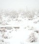 Snowfall in Joshua Tree National Park