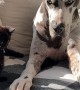 Great Dane Fosters Orphaned Black Kitten