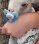 Baby Goat In Pajamas Loves Binky