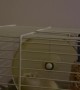Hamster Fails At Top Speed