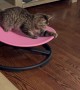 Cat Spins On Sensory Swivel Chair