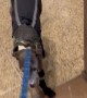 Italian Greyhound Does a Walking Handstand