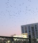 Crows Fly Toward Downtown Portland