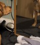 Dog Confronts His Reflection in the Mirror