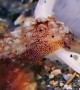 Octopus Hides Inside Seashell
