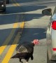 Turkey Chases Reflections In Traffic