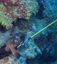 Grouper Eats a Lionfish Off Diver's Spear