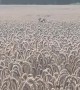Two Buck Deer Prancing Through a Wheat Field