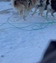 Sled Dog Forgets to Run