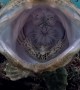 Giant FrogFish Yawns
