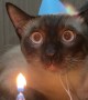 Milo the Siamese Cat's Birthday