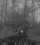 Super Rare White Deer Caught On Trail Camera