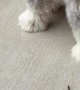 Neighbors Throw Treat Up To Mini Schnauzer
