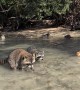 Feeding Raccoon Lagoon