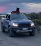German Shepherd Rides Atop Pickup Truck