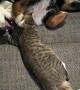 Pup Plays With Tabby Friend