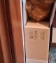 Curious Cat Dives Into Narrow Box