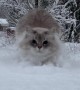 Cat Leaps Through Deep Snow
