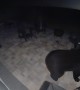 Burly Black Bears Battle On Back Porch