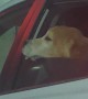 Dog Adorably Scratches Chin On Car Window