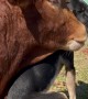 Romance Between Heeler Pup And Zebu Bull