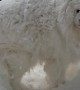 Samoyed Covered In Thick Coat Of Snow
