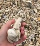 Woman Finds Odd Shell On Beach
