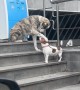 Stray Dog Just Wants to Make a Friend