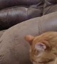 Kitten Surprised By Older Cat's Sudden Sneeze