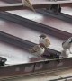 Sparrows On The Rooftop