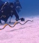 Underwater Meeting With a Ribbon Eel
