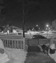 Dog Rings Doorbell For Cold Pal