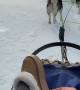 Running Sled Dog Answers Nature's Call
