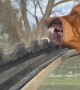 Dog Loves Winter Breeze From Sunroof