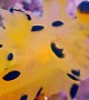 Spotted Yellow Sea Slug Looks Like a Cartoon Character