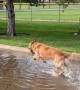 Golden Retriever Plays In Puddle