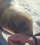 Curious Sea Lion Pups Sniff Beachgoer