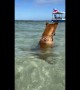 Dog Watches Fish While Sitting In Sea