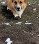 Corgi Squishes Mud Into Paws