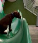 Boy Plays On Slide With Puppy Best Friend