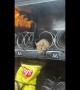 Rat Found Inside Vending Machine