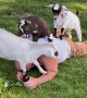 Goat Nibbles On Owner's Neck