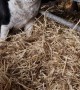 Happy Dog Getting Cow Kisses