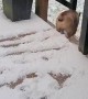 Bulldogs Can't Brake In Snow