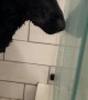 Pup Gives Side Eye During Bath Time