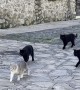Local Cat Gang Prowls the Streets
