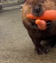 Beavers Bringing Their Vegetables Home