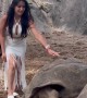Tortoises Get Frisky in the Background