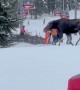 Moose Family Hits The Slopes In Jackson Hole