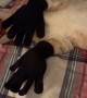 Black Gloves, Orange Cat